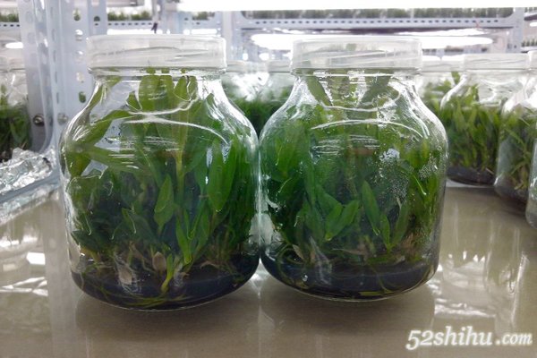 铁皮石斛瓶苗的的处理方法