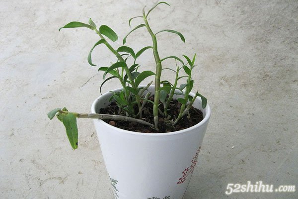 净化空气防辐射 铁皮石斛的神奇功效