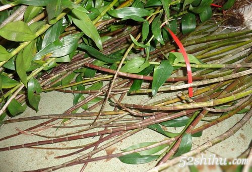 ����ʯ���Ĺ�Ч������