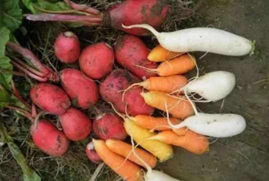 胡萝卜和白萝卜可以同时一起吃吗