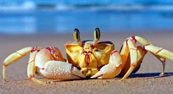 死螃蟹可以吃吗?