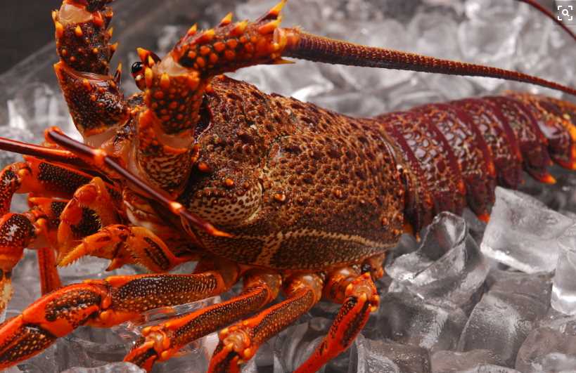 大龙虾的吃法有哪些？