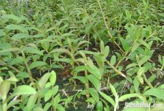 铁皮石斛种植主要虫害防治技术