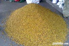 铁皮石斛种子的保存方法