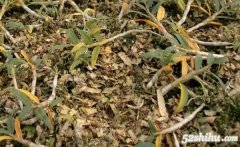 铁皮石斛种植过程中掉叶子的原因有哪些？