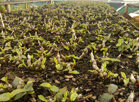 铁皮石斛的养殖-叶子发黄怎么处理