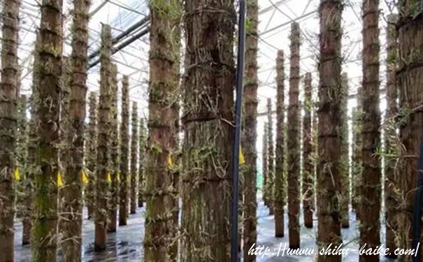 石斛林下种植技术的优点