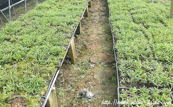 石斛种植苗床的管理方法