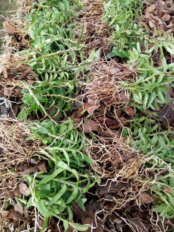 铁皮石斛1年种苗浙江品种红杆软脚